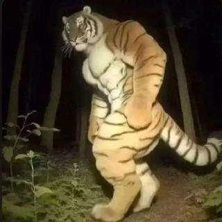Macan Ton
