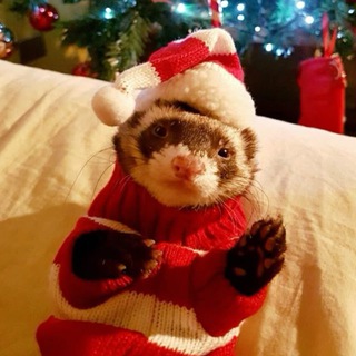 язычки и темки тг