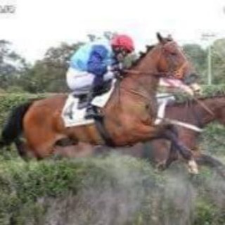 L'EXPERT TURF