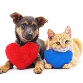 Pet Lover