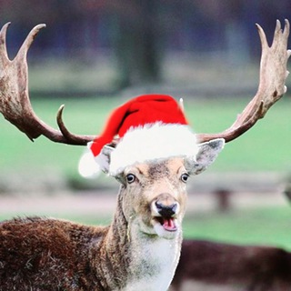 ЧАТ КУКОЛДОВ