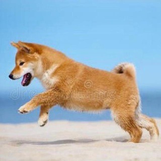 狗子日记