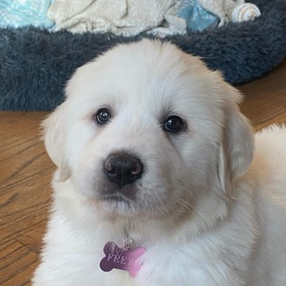 Freya