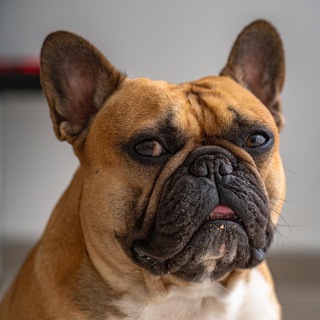 Mudja's Dog