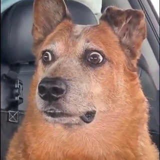 Retards Of Tiktok