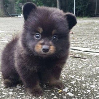 Danny the dog
