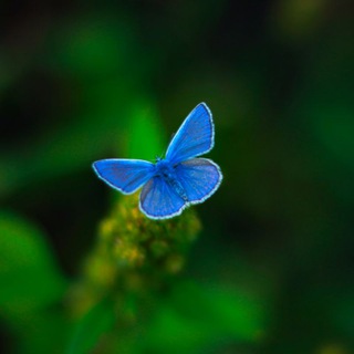 KseshkaPhoto