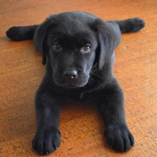 Ebony