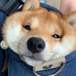 Shib MM