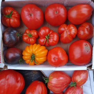 TomatOFFanat