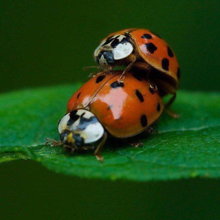 Багиня.орг🐞🐞 форум – сообщества насикомых @Boginya_org, экс ФСН