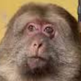 monke_gifs🐒
