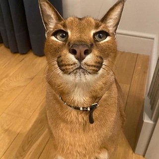 Фан-клуб блогера "миутп" по читам в стандоффе2!!!