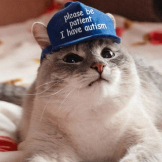 Гифки с котами и забавные картинки (Переход)