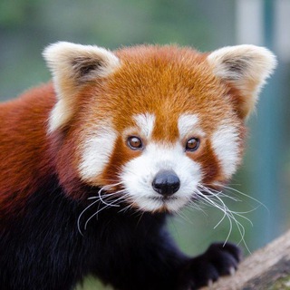 канал хайлайтов букера