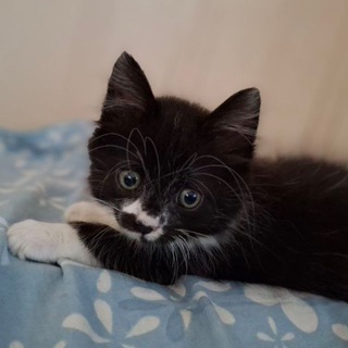 Малютка Гузик (Огузочек)