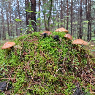 Мордовия/Тихая охота/13RUS