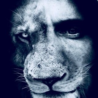 LION Media