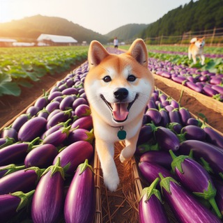 Aubergine 🍆