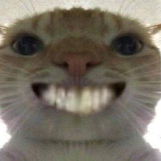 Random Memes