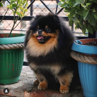 Pom kennel🇬🇪Aurum Pom