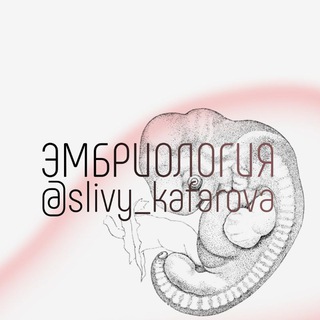 ЭМБРИОЛОГИЯ – МЕДвУЗА. @slivy_kafarova
