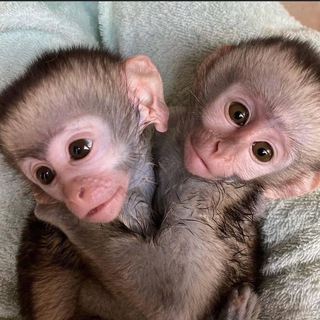 My little baby monkey