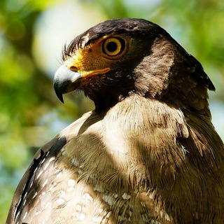 SG Birds and Wildlife Sharing Group