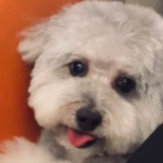 Waffle gif channel🐶