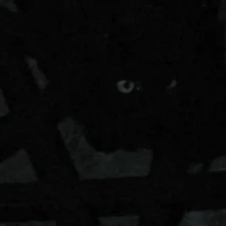 Cat Community