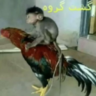 Cock Under Monkey