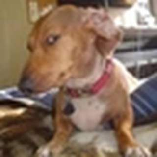 chico_meme