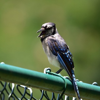 feench's birdtography!