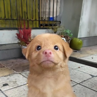 RORO