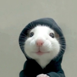 hood rat cto