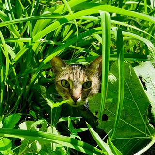Самаракотическая