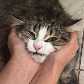саша корякова