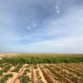 مبادرة مزرعتي الصغيرة بالنوبارية الجديدة