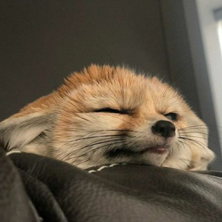 Fox | Music 🎶🦊