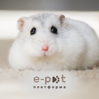 🐹 Гризуни Україна | Прилаштування та продаж | e-Pet