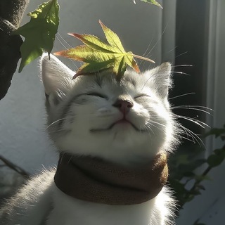 Kazuyoo