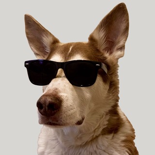 ITDog Chat