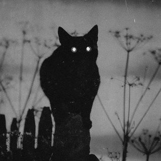 Black Cat ™