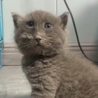 Серый Кошка
