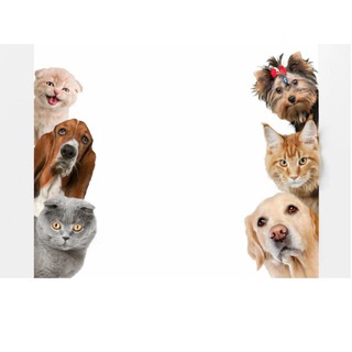 🐶🐈 Собачники Люблино